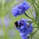 Hommel op korenbloem (Foto Tuinhappy.nl)