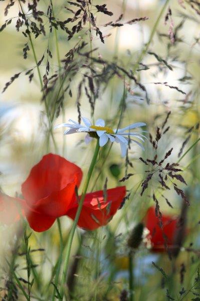 Korenbloemen en margrieten (Foto: Tuinhappy.nl)