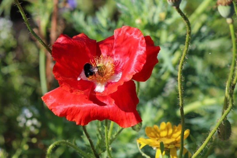 Hommel op klaproos (Foto: Tuinhappy.nl)