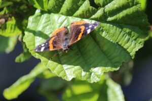 Vlinder op elzenblad (Foto: Tuinhappy.nl)