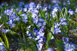 Sneeuwroem (Chionodoxa) Foto: Ibulb