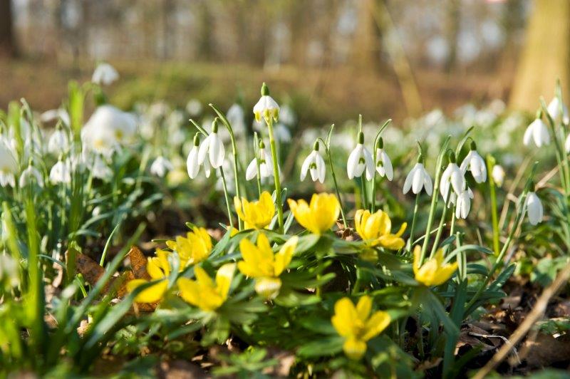 Sneeuwklokjes en Winterakoniet (Foto: Ibulb)