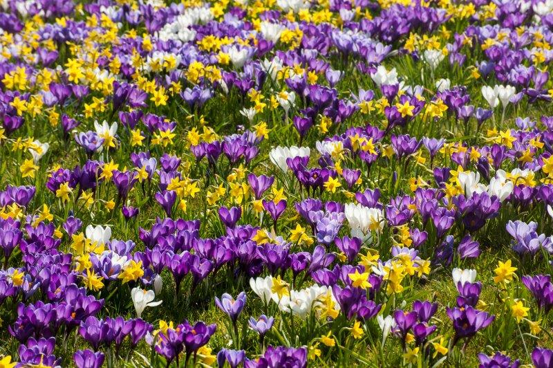 Krokus en narcissen in het gras