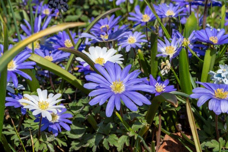 Anemone Blanda (Foto: Ibulb)