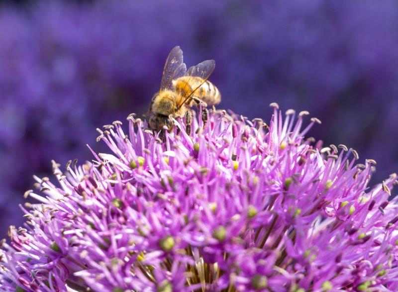 Allium (Foto: Ibulb)