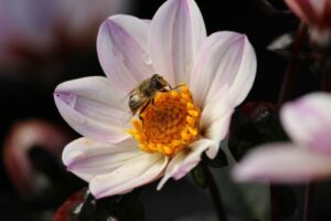 Bij op enkelbloemige dahlia - Tuinhappy.nl