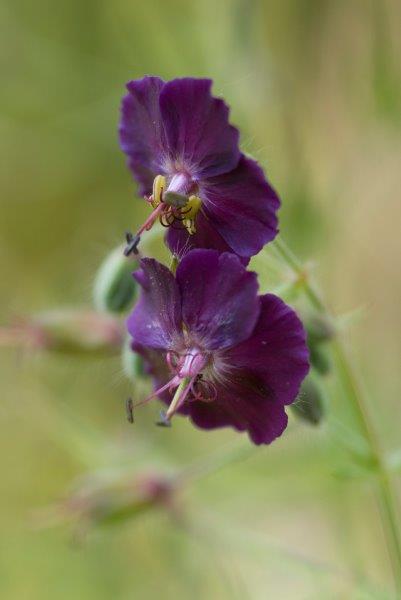 Geranium Phaeum (Iverde)