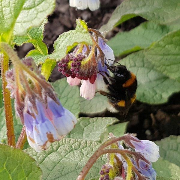 Symphytum officinale (Smeerwortel) trekt insecten aan (Tuinhappy.nl)