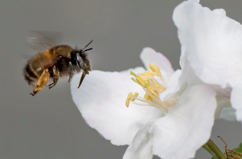 Gewone Sachembij (foto: Pieter Haringsma)