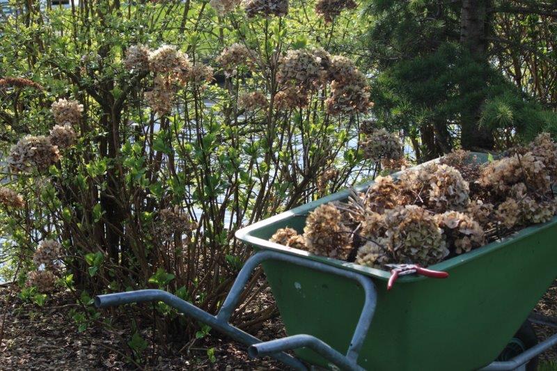 Hortensia snoeien (Foto: Tuinhappy.nl)