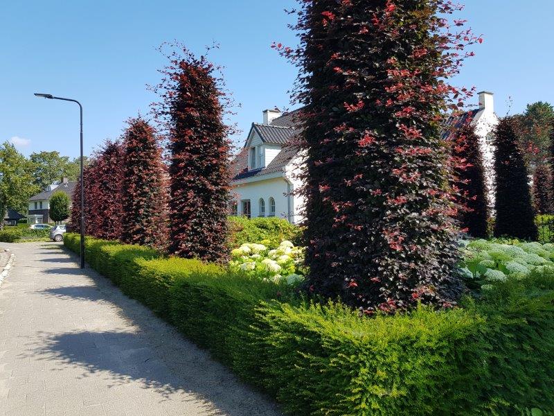 In vorm gesnoeide rode beuken