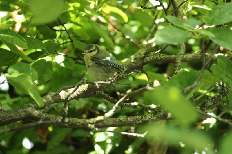 Pimpelmees in boom - Tuinhappy.nl