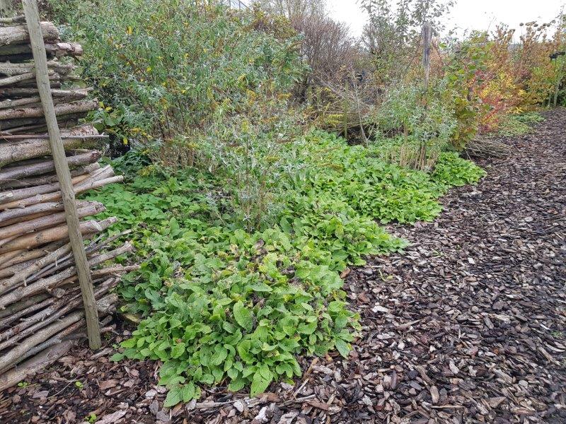 Smeerwortel als bodembedekker - Tuinhappy.nl