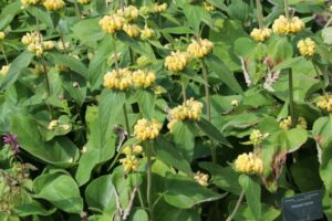 Tuinhappy.nl - Phlomis - etageplant
