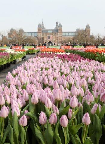 Het Museumplein staat "in bloei"