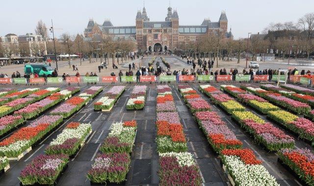 Museumplein vol tulpen