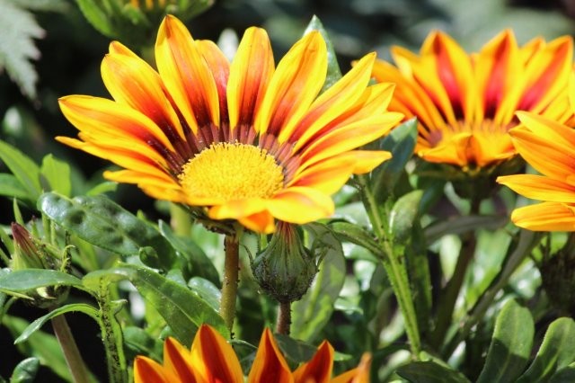 Gazania - Foto Tuinhappy.nl