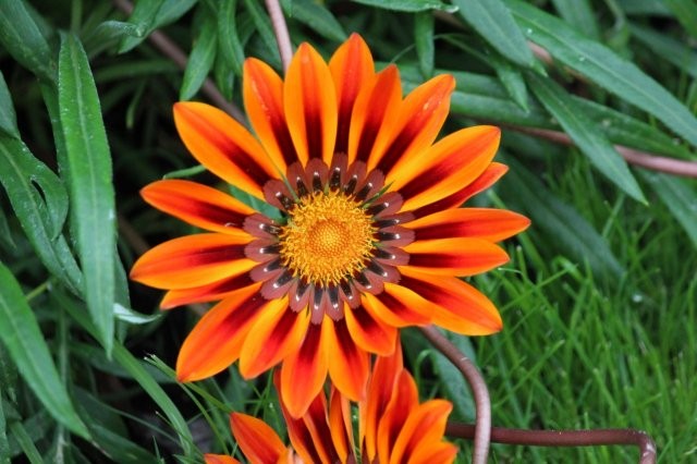 Gazania Oranje - Foto Tuinhappy.nl