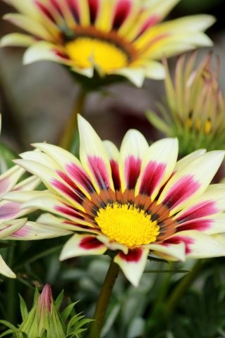 Gazania - Foto Tuinhappy.nl