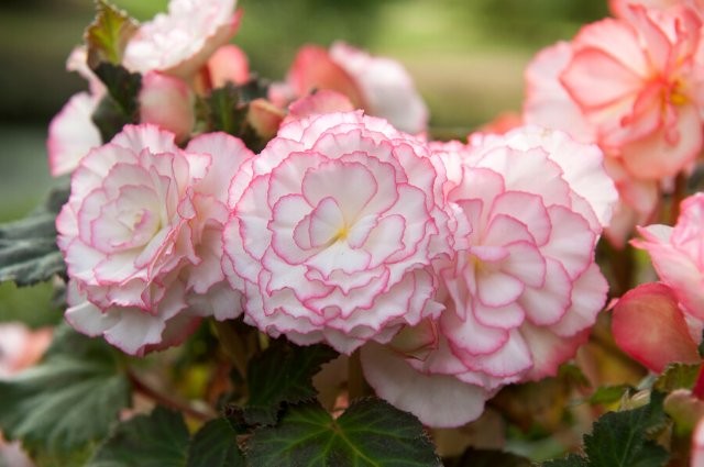 Begonia Pink