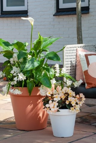 Begonia, Freesia en Calla