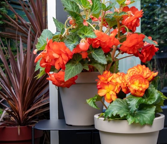 Begonia's in potten