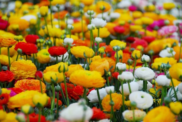 Ranonkel - snijbloem - diverse kleuren