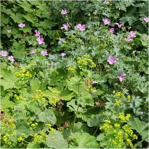 Geranium en Vrouwenmantel