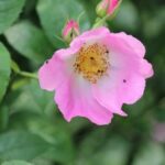 Rosa Gallica Complicata