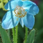 Foto: Iverde (Meconopsis Betonicifolia)