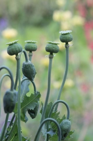 Tuinhappy.nl - zaaddozen Papaver