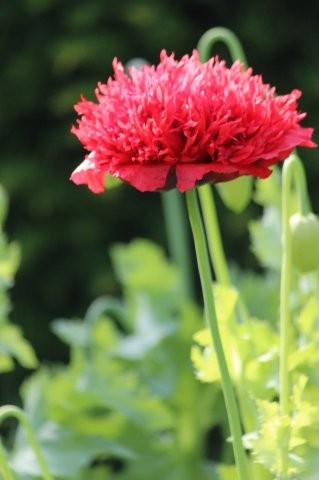 Tuinhappy.nl - slaapbol - Papaver