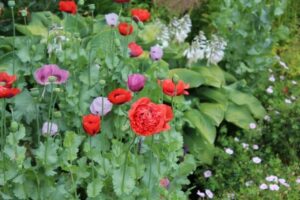 Tuinhappy.nl - papaver