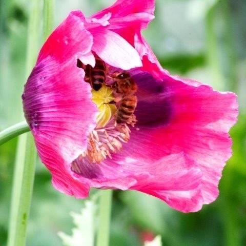 Tuinhappy.nl - schuilen voor de regen