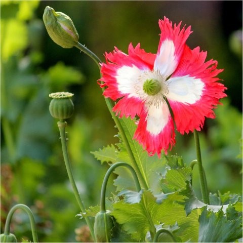 Tuinhappy.nl - Papaver Danish Flag