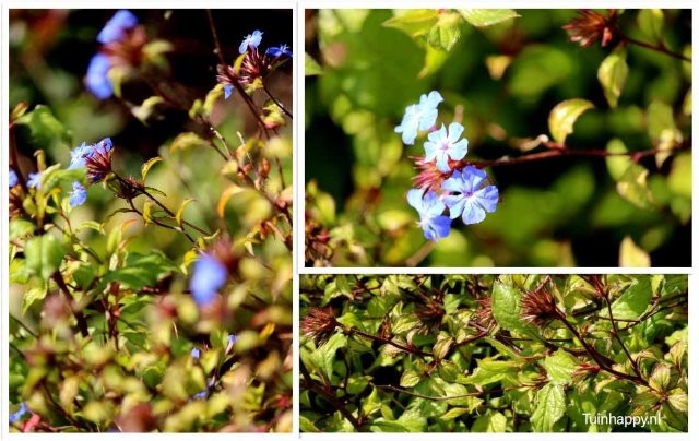Tuinhappy.nl - Ceratostigma willmottinium - loodkruid