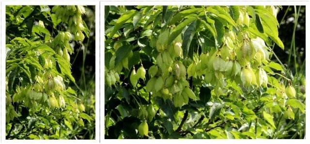 Tuinhappy.nl - Europese Blazenstruik