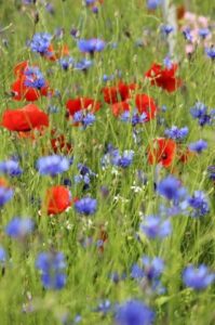 Tuinhappy.nl - Klaprozen en Korenbloemen
