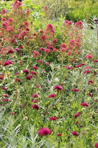 Tuinhappy.nl - Knautia en Rode Valeriaan
