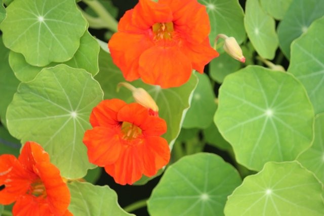 Kleurrijke bloemen Tropaeolum majus