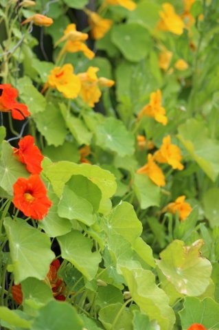 Foto: Tuinhappy.nl - Oost-Indische Kers