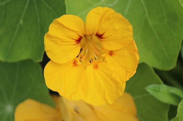 Oost-Indische Kers