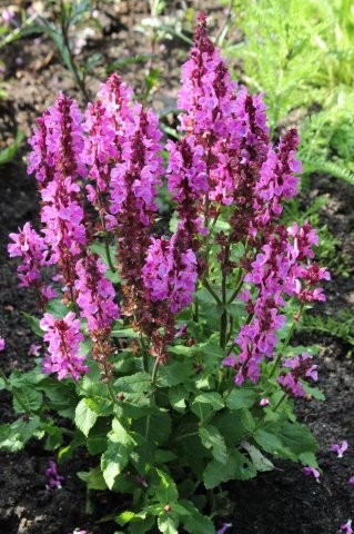 Tuinhappy.nl - Salvia Nemorosa