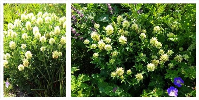 Tuinhappy.nl - Trifolium Alexandrinum - Alexandrijnse Klaver