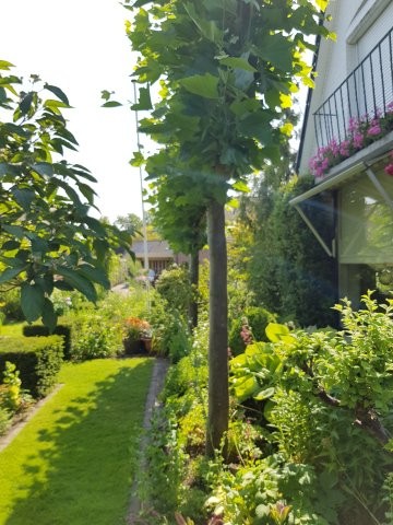 Tip voor tuinaanleg - Leilinden zorgen voor schaduw voor je huis