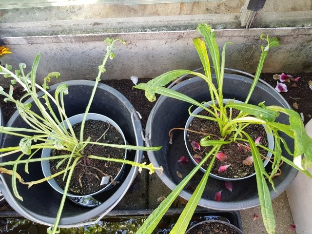 Planten in emmers (Tuinhappy.nl)