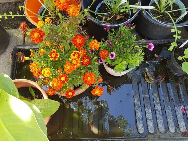 Planten in waterbakken (Tuinhappy.nl)