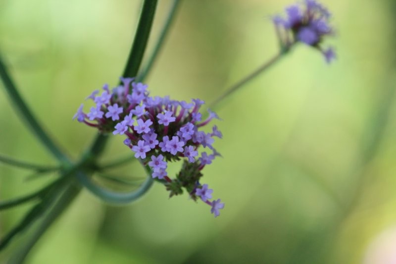 Verbena bonariensis - Tuinhappy.nl